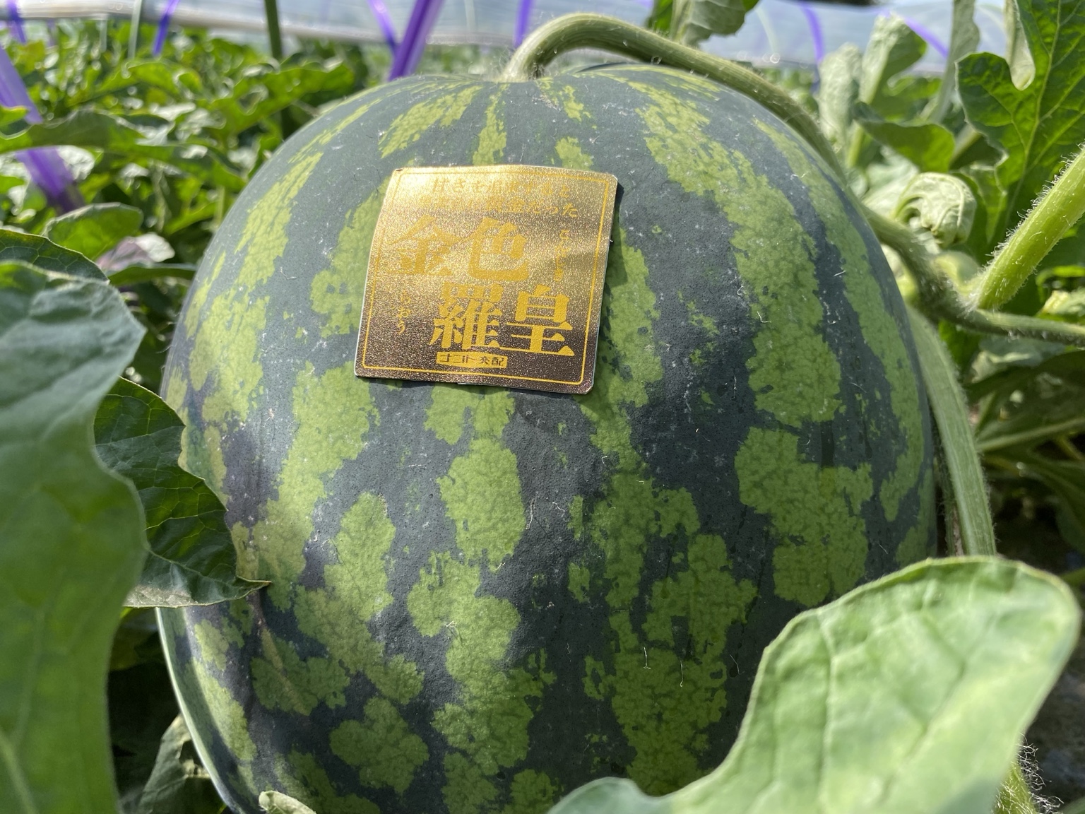 畑で育つ金色羅皇